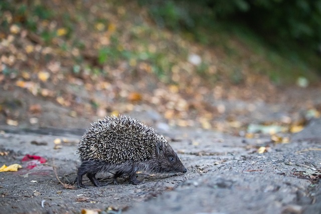 的组合不仅 的组合不仅